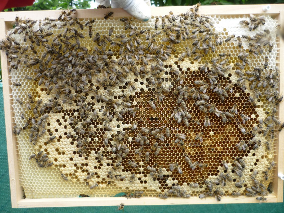 Po vylíhnutí včel vznikne v plodovém rámku oblast prázdných buněk, které matka opět zaklade vajíčky a koloběh se opakuje
