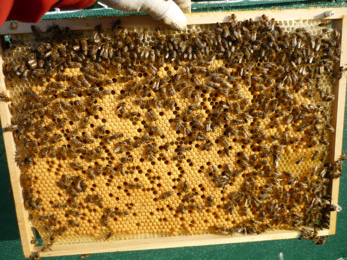 Plodový rámek obsednutý včelami