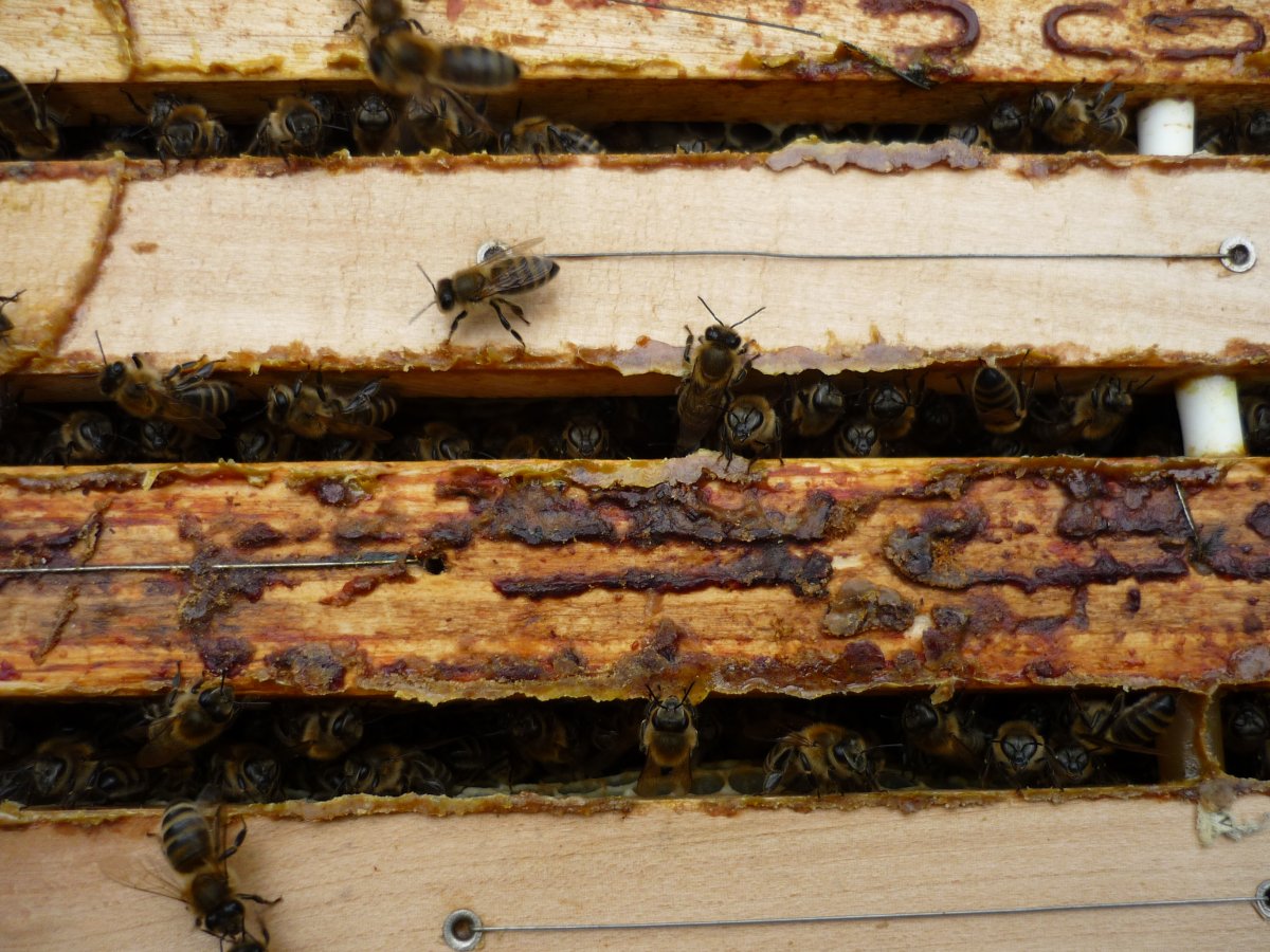 Včelky roztomile vykukují mezi rámky