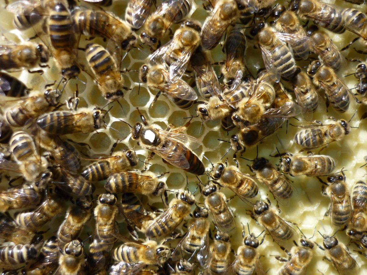 Označená matka ve včelstvu