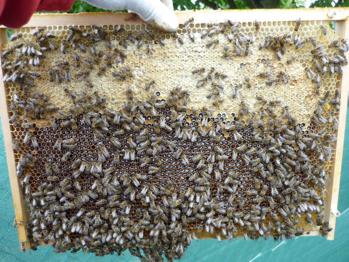 Včelky pilně zpracovávají a víčkují zimní zásoby